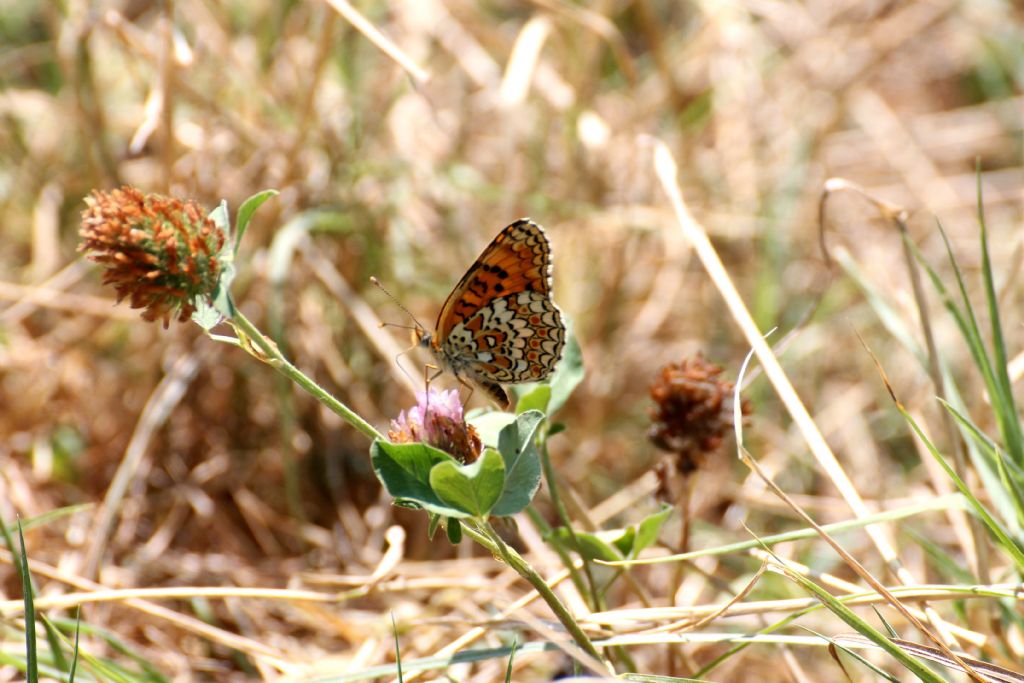 Melitaea phoebe tutte e tre? S